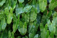 <p>'This spectacular looking houseplant originated from the South American rainforests and most certainly deserves its Greek name of "loving tree" thanks to its heart-shaped leaves. But be wary that it's potentially harmful,' say Clear It Waste.<strong><br></strong></p><p><strong>READ MORE</strong>: <a href="https://www.housebeautiful.com/uk/garden/g22591943/best-plant-stand-planters/" rel="nofollow noopener" target="_blank" data-ylk="slk:15 of the best indoor plant pot stands;elm:context_link;itc:0;sec:content-canvas" class="link ">15 of the best indoor plant pot stands</a></p>