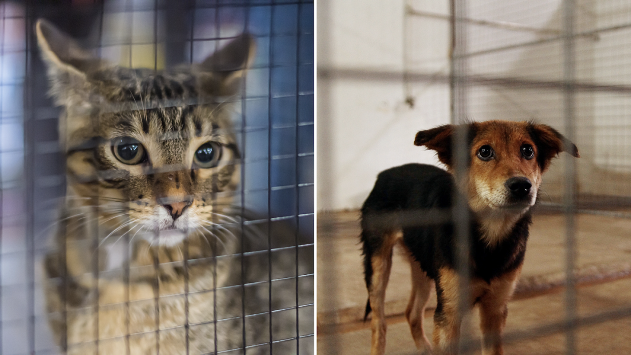 Why is pet adoption so strict in Singapore? (Photos: Getty Images)