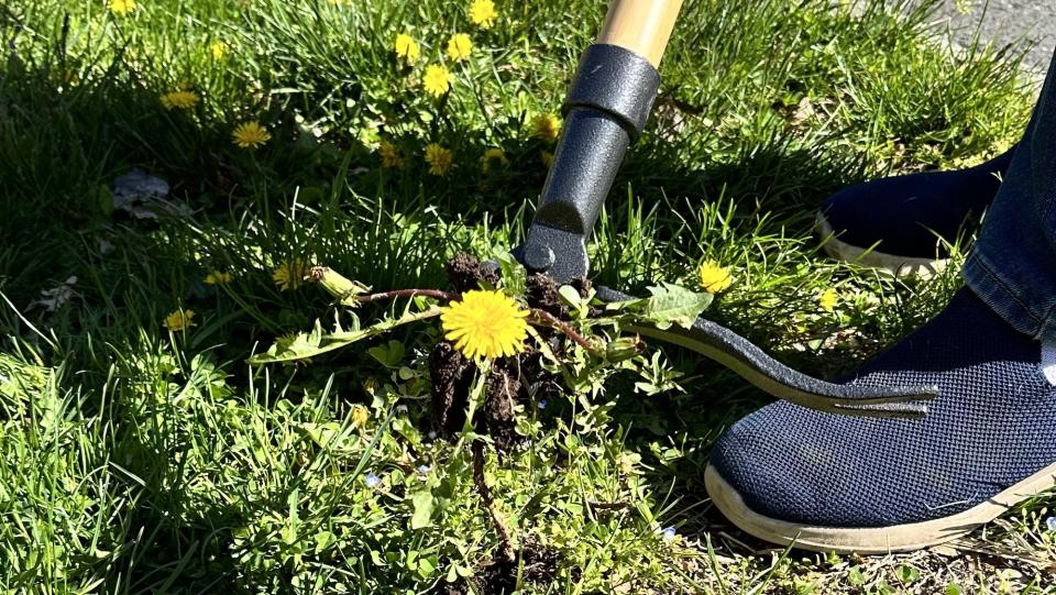 Grampas weeder pulling out a dandelion