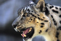 <p>Georgina, an endangered snow leopard, watches as her new twin cubs play in their enclosure during their public debut at the Los Angeles Zoo, Sept. 12, 2017. (Photo: Richard Vogel/AP) </p>