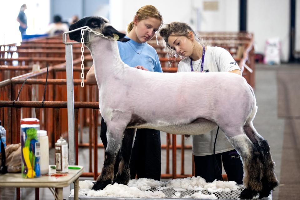 Talley Downs, left, and Stella Kenner shear a sheep at the Kentucky State Fair on Monday. Aug. 23, 2021