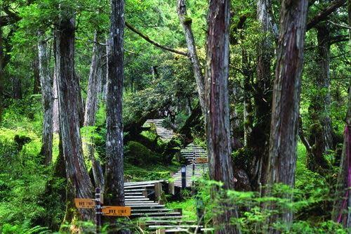 太平山國家森林遊樂區檜木原始林步道。（林務局提供）