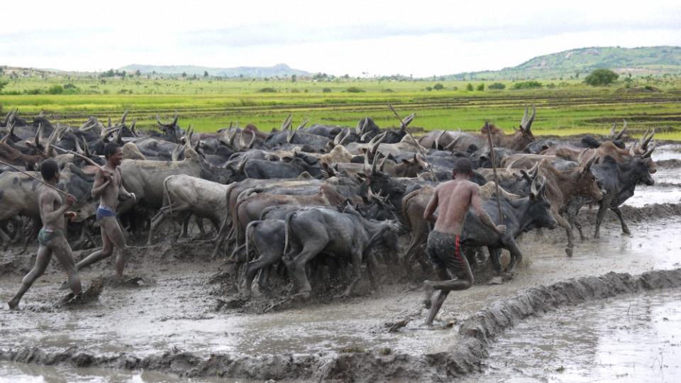 馬國人穿著三角褲泥沼中趕牛群，畫面十分原始震撼。