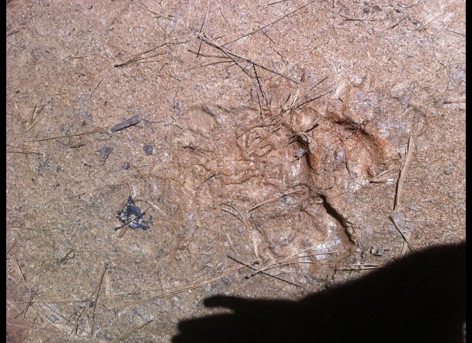 This footprint was found over Memorial Day weekend, 2011, near Fresno, Calif. by a group of campers who were on a Bigfoot-hunting expedition. The print, measuring approximately 12 inches, was found near a truck where possible DNA evidence was left behind by more than one Bigfoot creature. 