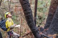 Endangered Wollemi Pines bushfire damage inspection at Wollemi National Park