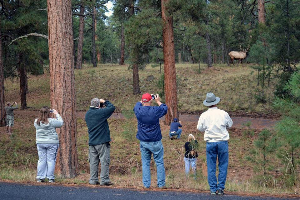 This Oct. 19, 2010 photo released by Grand Canyon National Park showing park tourists photographing a park elk on the South Rim of the Grand Canyon in Arizona. People living at and visiting the Grand Canyon decades ago never encountered elk that now regularly create traffic jams, graze on the school’s recreational field and hotel lawns and aren’t too shy to display their power. (AP Photo/Michael Quinn, Grand Canyon National Park)