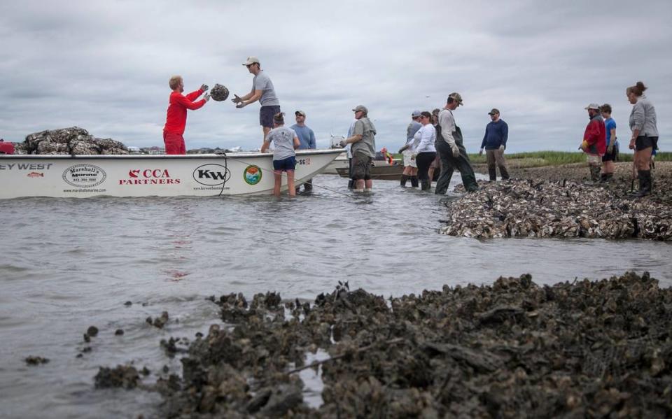 Volunteers use mesh bags of recycled shells to build an oyster reef to provide habitat for future generations of oysters in Murrells Inlet. Part of the SCDNR’s South Carolina Oyster Restoration Project (SCORE) Coastal Conservation Association volunteers placed almost 350 bags of oysters shells, and planted additional spartina grass in an effort to improve the marsh habitat on Thursday afternoon. June 8, 2017.