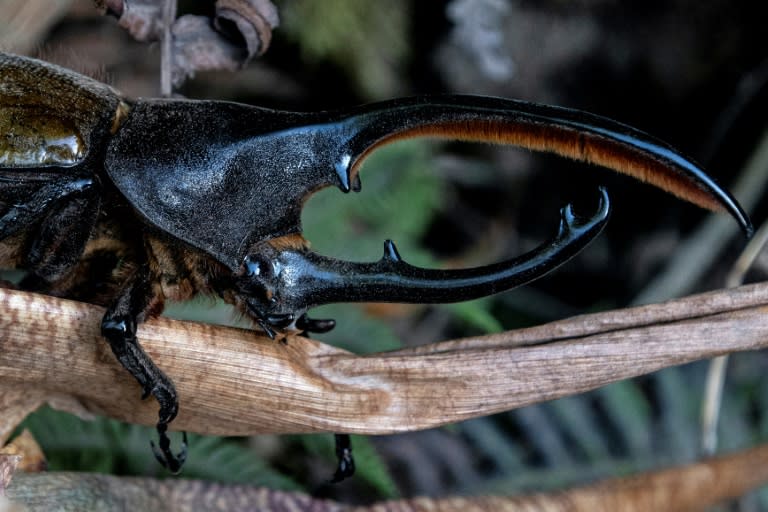 <em class="img-caption">Un dynaste d'Hercule, dans la "forêt des nuages" de Monteverde, au Costa Rica, le 23 mai 2023 (AFP - Ezequiel BECERRA)</em>