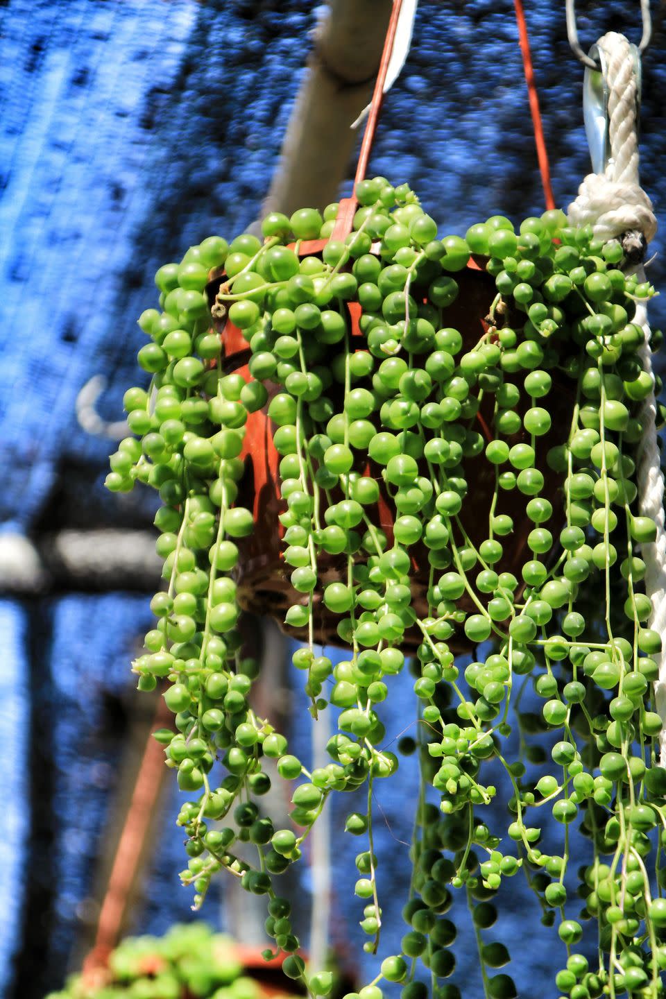 7) String of Pearls