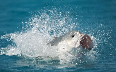 A giant trevally leaps from the water to catch a tern in flight  - Credit: BBC 