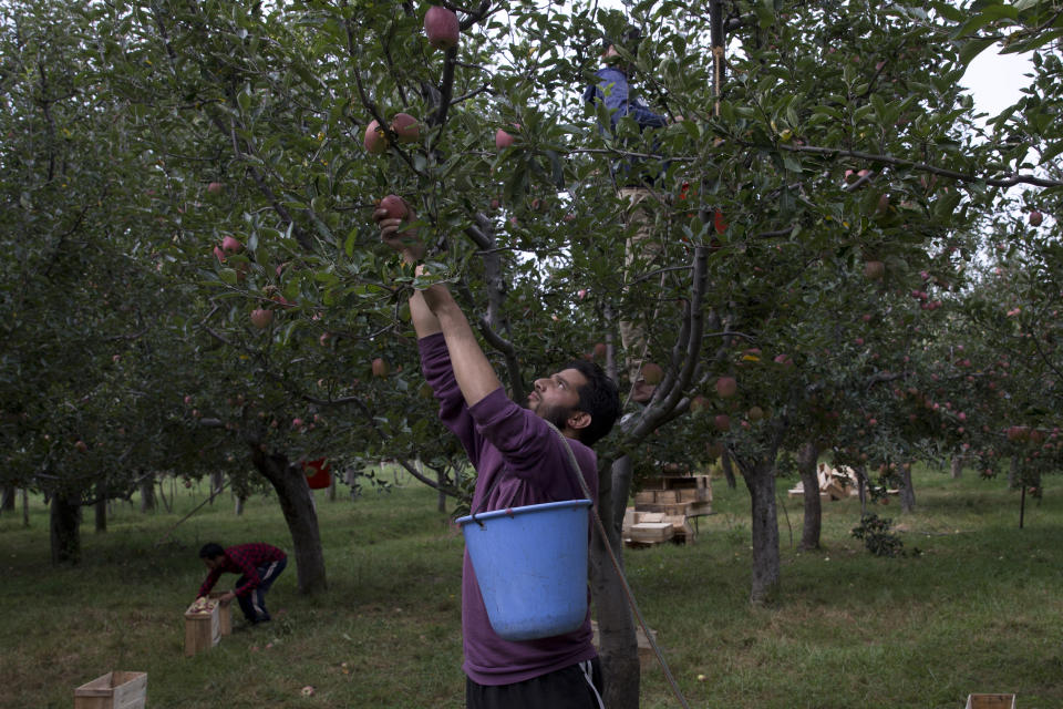 In this Sunday, Oct. 6, 2019, photo, Kashmiri farmer Sheeraz Ahmad plucks apples in his neighbor's orchard in Wuyan, south of Srinagar Indian controlled Kashmir. The apple trade, worth $1.6 billion in exports in 2017, accounts for nearly a fifth of Kashmir’s economy and provides livelihoods for 3.3 million. This year, less than 10% of the harvested apples had left the region by Oct. 6. Losses are mounting as insurgent groups pressure pickers, traders and drivers to shun the industry to protest an Indian government crackdown. The despair trickles down to unskilled workers like 22-year-old Ahmad, who was counting on 45 days of work to earn more than $400 to help support his family. So far, he’s only gotten five days of work. (AP Photo/Dar Yasin)