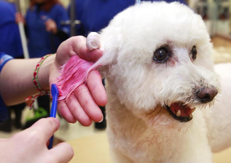 In this Friday, Dec. 13, 2013 photo, groomer, Michelle Boch, gives Molly, a 15 year old Bichon Frise, a chalking treatment at PetSmart in Culver City, Calif. For some dog owners, grooming is not enough, so with chalk and paint they’re adding color and transforming their pooches into fantasy fur balls that draw compliments and strange looks. (AP Photo/Richard Vogel)