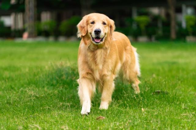 California Town Run Entirely By Golden Retrievers Heaven on