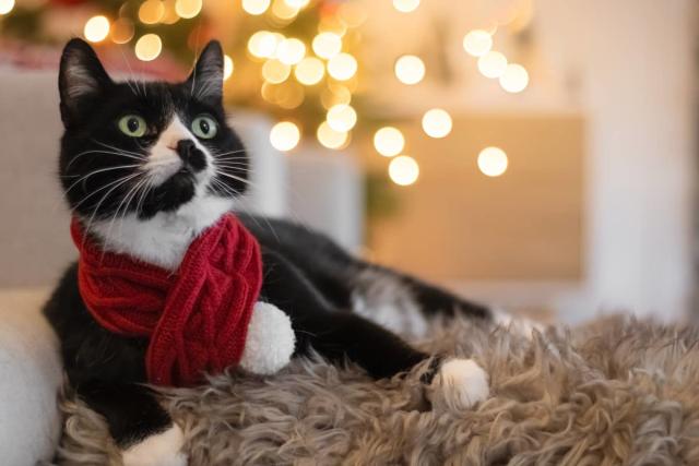 Precious Cat 'Christmas Leggings' Are Putting Us in a Holiday Mood