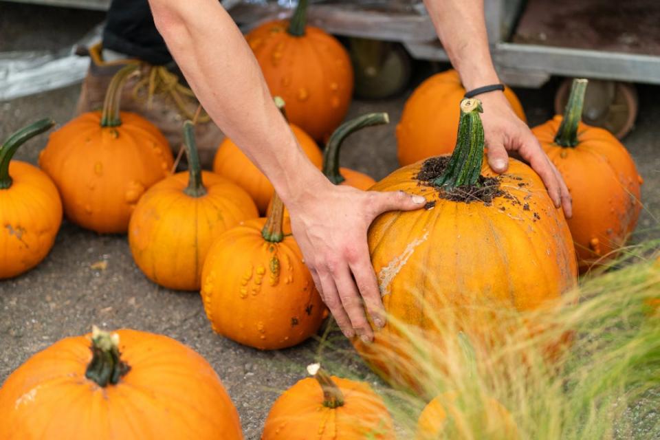 This year’s flower show will have an autumnal feel and will feature the Halloween favourite, pumpkins (Dominic Lipinski/PA) (PA Wire)