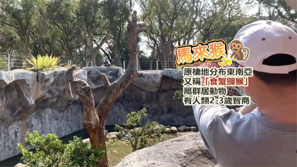 「上班時間」猛滑手機！竹市動物園馬來猴當低頭族超萌