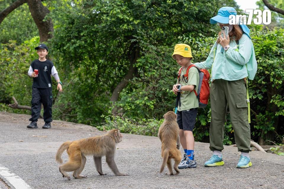 金山郊野公園今日續有不少遠足人士，部分猴子不怕走近人類。(陳奕釗攝)