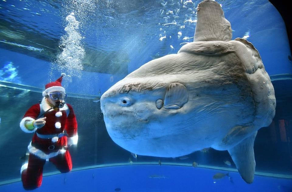 A person in a Santa Claus costume SCUBA dives next to a large sunfish inside an aquarium, creating a festive underwater scene