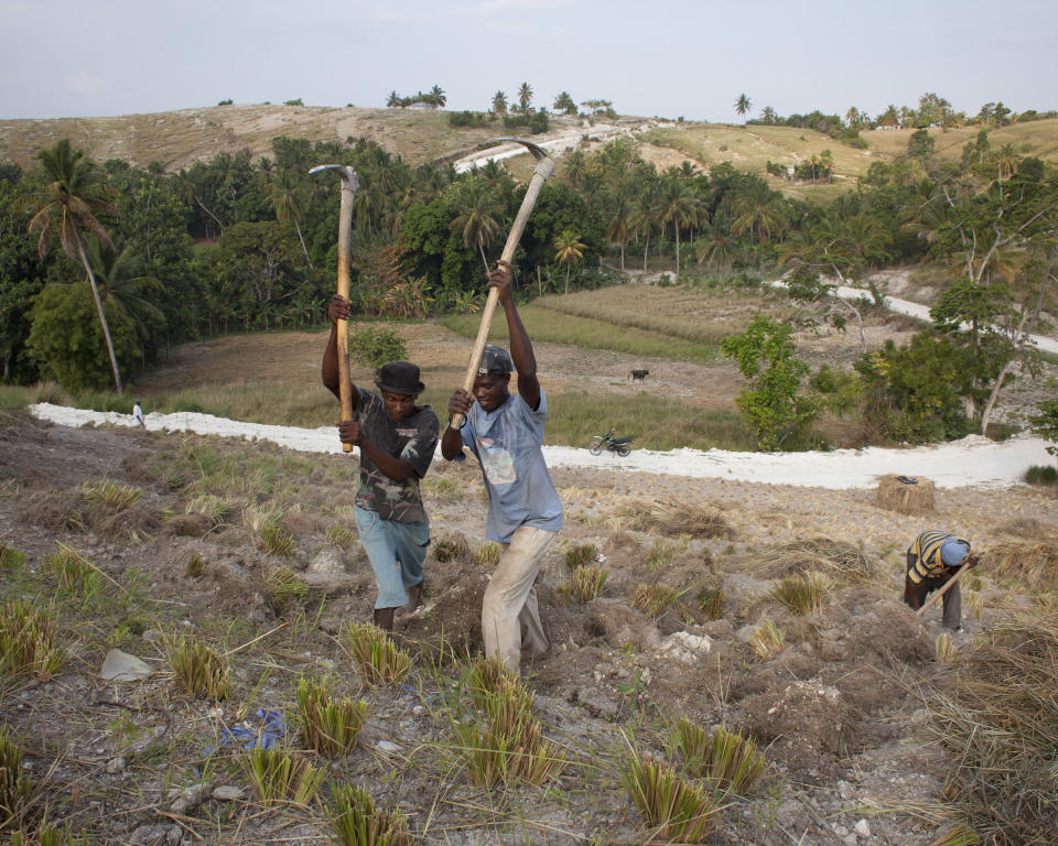 Workers dig up the roots of grass plants on a plantation outside Les Cayes&nbsp;on March 27, 2014.