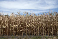 This photo from July 31, 2012 shows dried corn plants in Yutan, Neb. U.S. corn growers could have their worst crop in a generation as the harshest drought in decades takes its toll, the government reported Friday, Aug. 1, 2012, as it forecast the lowest average yield in 17 years. (AP Photo/Nati Harnik, File)