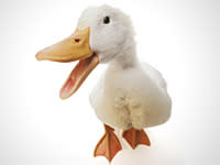 Ducks in California rejoice! The Golden State new foie gras law prohibits fowl from being force fed.