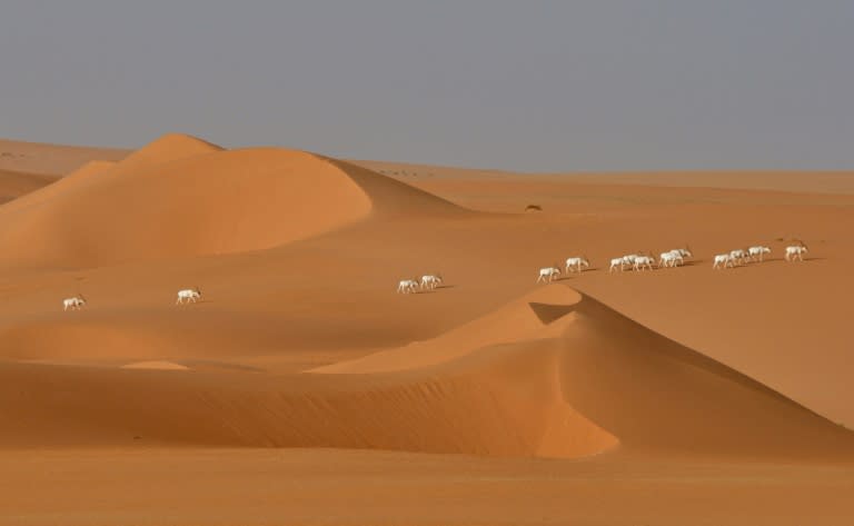 A herd of Saharan Addax antelope seen from afar walking across the sands of the Tin Toumma desert near Diffa, Niger on May 6, 2016