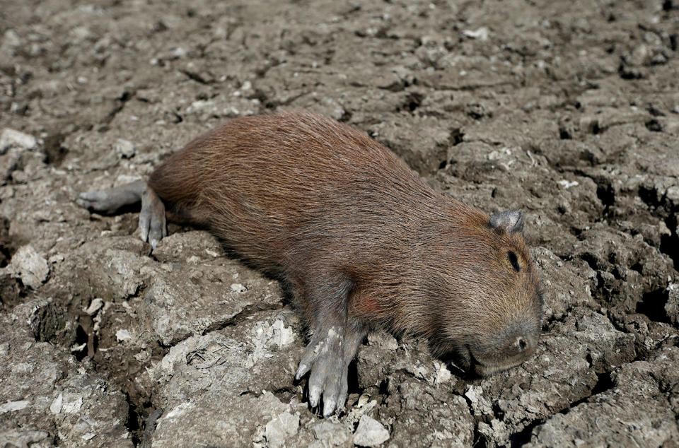 A slow death along the Pilcomayo River