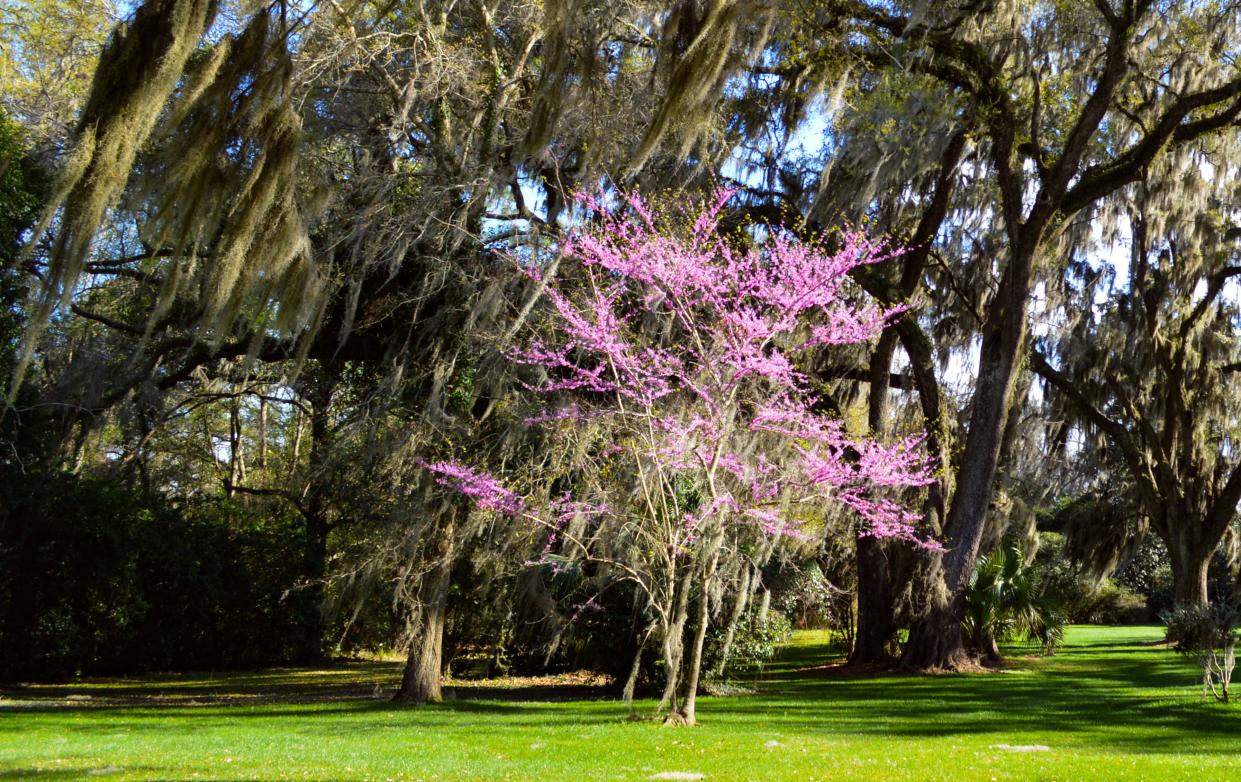 Plant trees, such as redbud, that flower in late winter if you want to start the spring flowering season early.