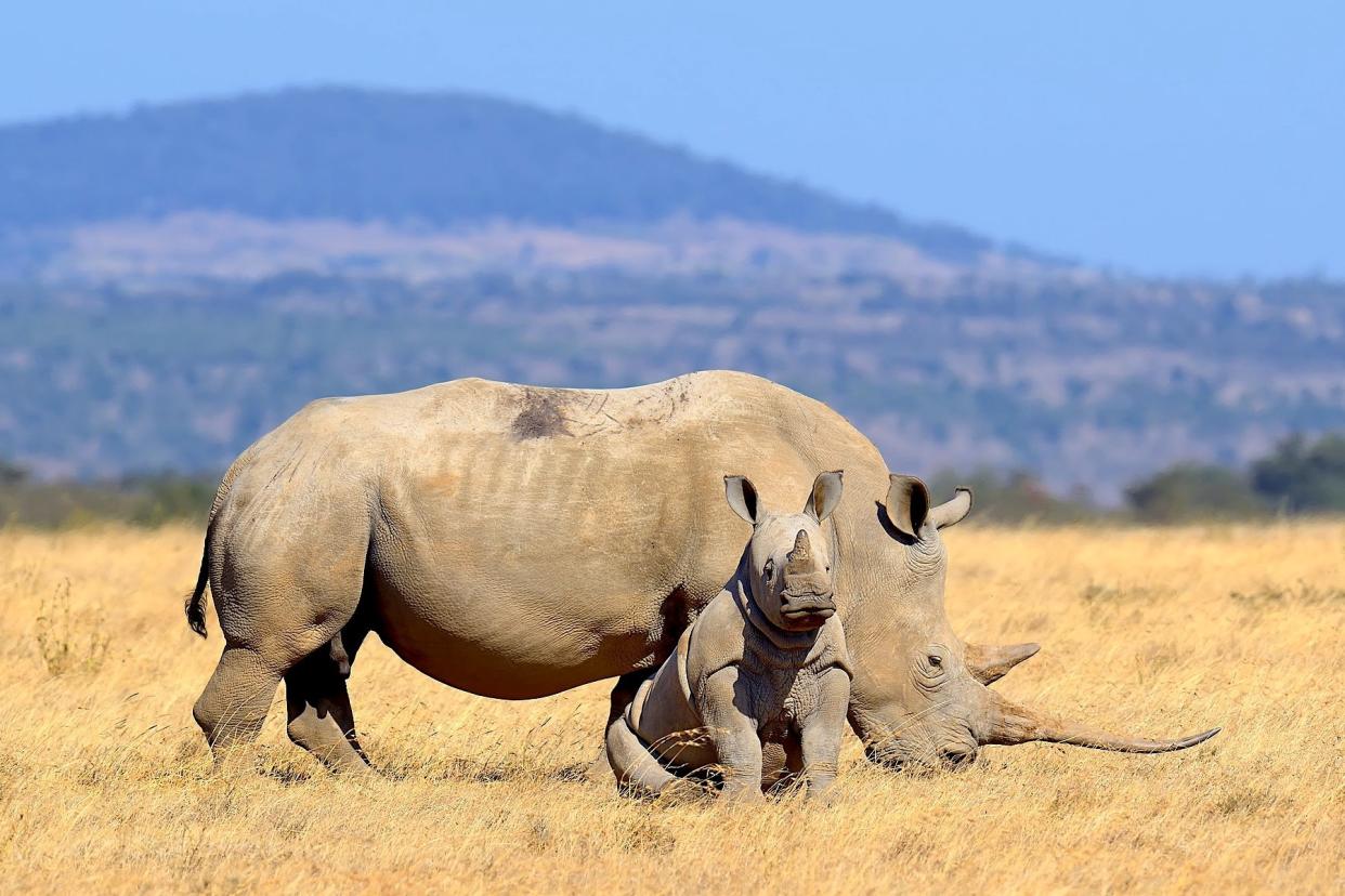 A white rhino and calf at a game reserve in Kenya. Byrdyak via Wikipedia