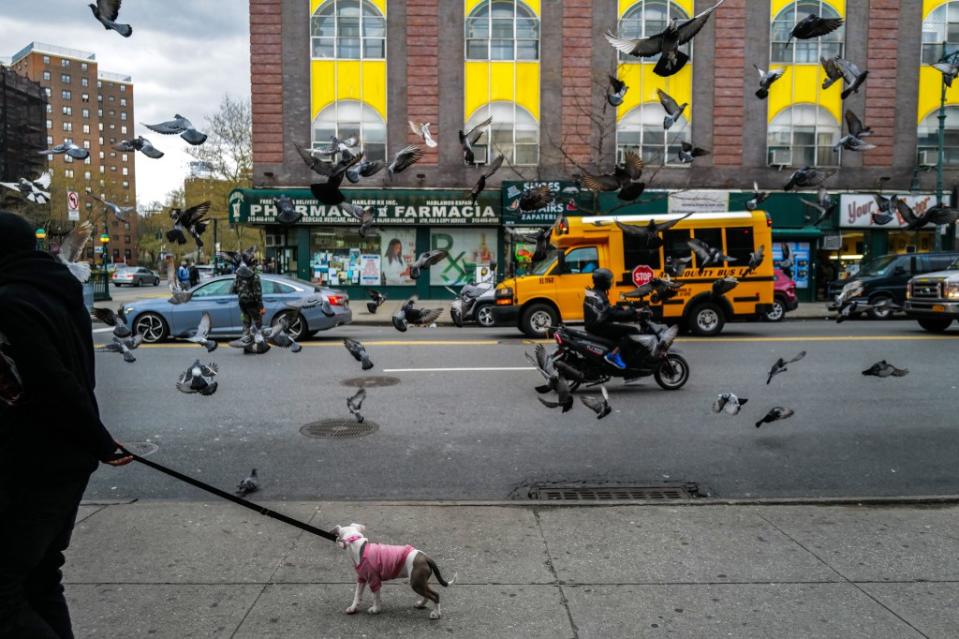 The findings, which included samples collected between 2022 and 2023, suggest that the bird flu has actually been present in NYC for quite some time. AFP via Getty Images