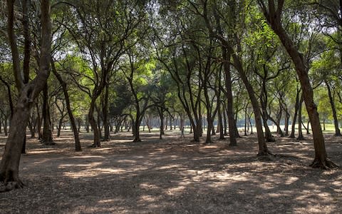 Chapultepec Forest - Credit: getty