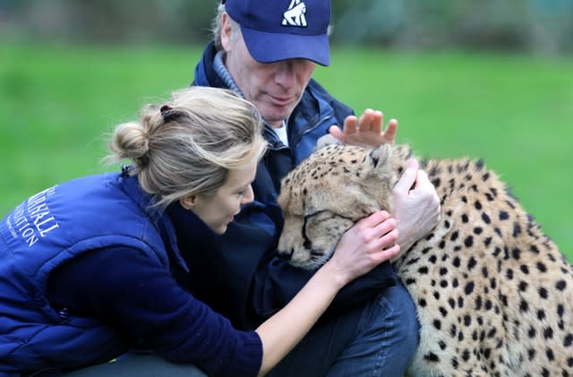 Cheetahs to be rewilded