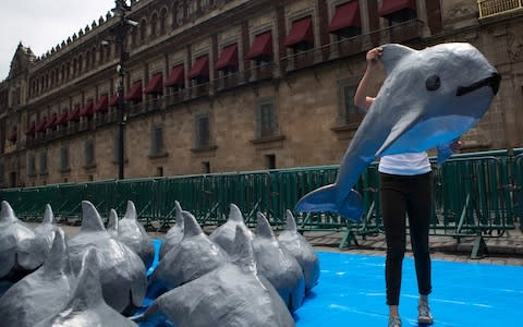A woman with the World Wildlife Fund carries a papier mache replica of the critically endangered porpoise known as the vaquita marina, during an event in front of the National Palace in Mexico City. - Credit: AP