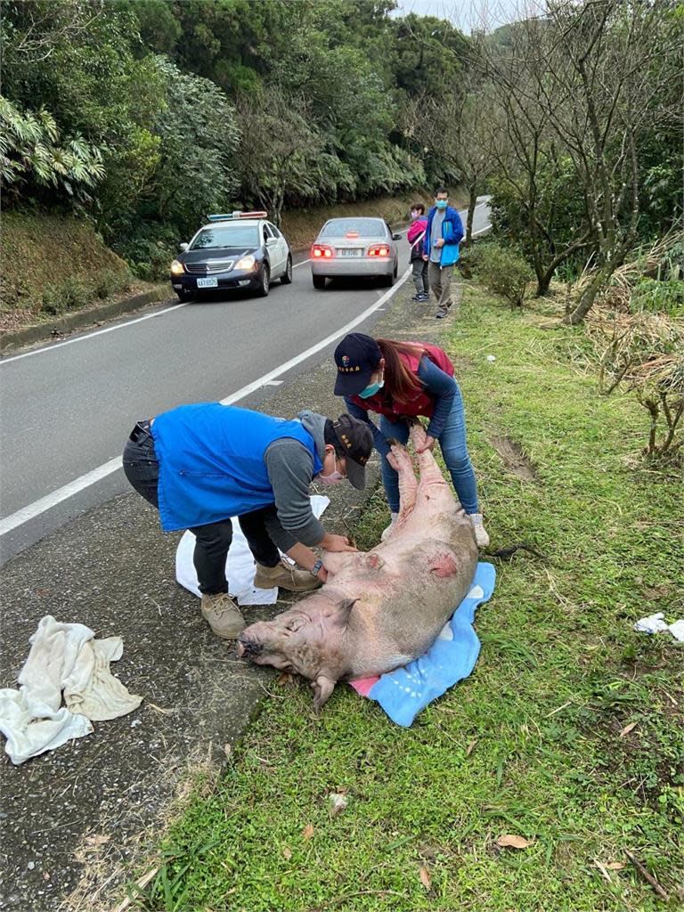 疑遭飼主棄養丟下車！60公斤麝香豬渾身傷命危　動保處要查