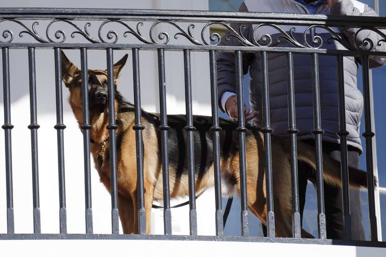 Commander, el perro de la familia Biden, en la Casa Blanca en Washington, el 21 de noviembre de 2022.   (Foto AP /Carolyn Kaster)