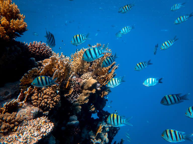 La vida marina que vive fuera de estas zonas protegidas se ha visto amenazada por el cambio climático