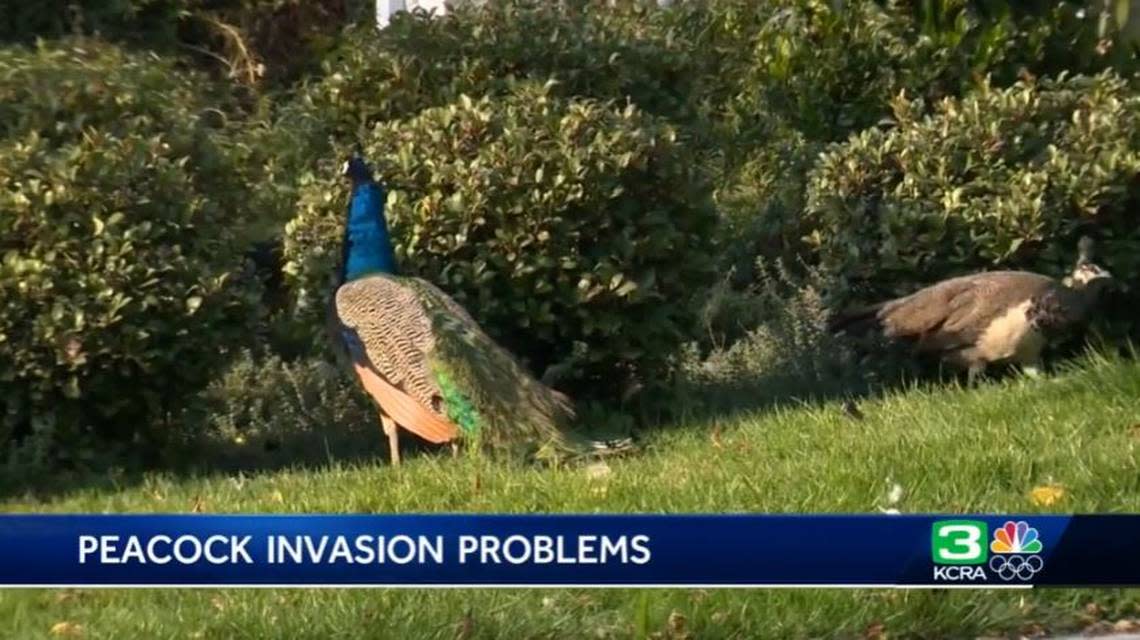 Residents of a Tracy, California, neighborhood say they are fed up with a flock of about 30 peacocks jumping on roofs, defecating and making noise at all hours.