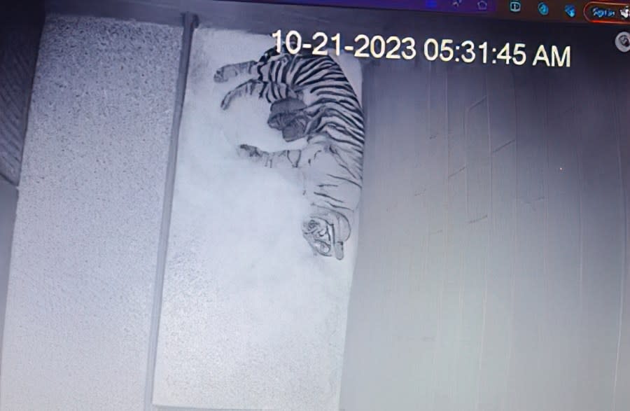 Anne, the mother tiger, and her new cubs (Courtesy: Nashville Zoo)