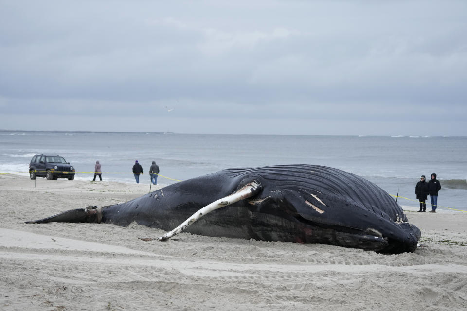 FILE - People walk down the beach to take a look at a dead whale in Lido Beach, N.Y., Jan. 31, 2023. Unfounded claims about offshore wind threatening whales have surfaced as a flashpoint in the fight over the future of renewable energy. (AP Photo/Seth Wenig, File)