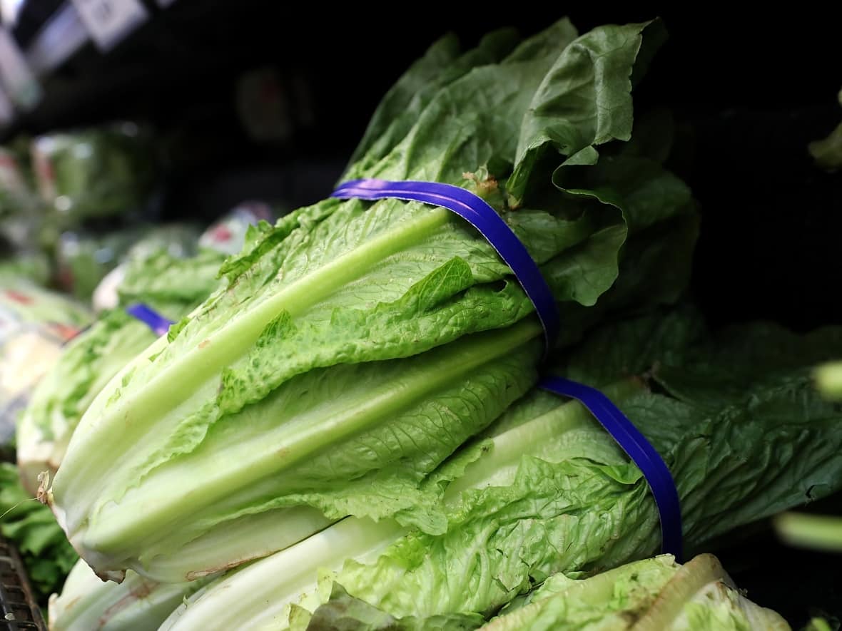 Lettuce such as romaine is in short supply in several parts of Canada — and costing a lot more than usual —  after drought conditions and crop disease affected supplies from California. (Justin Sullivan/Getty Images - image credit)