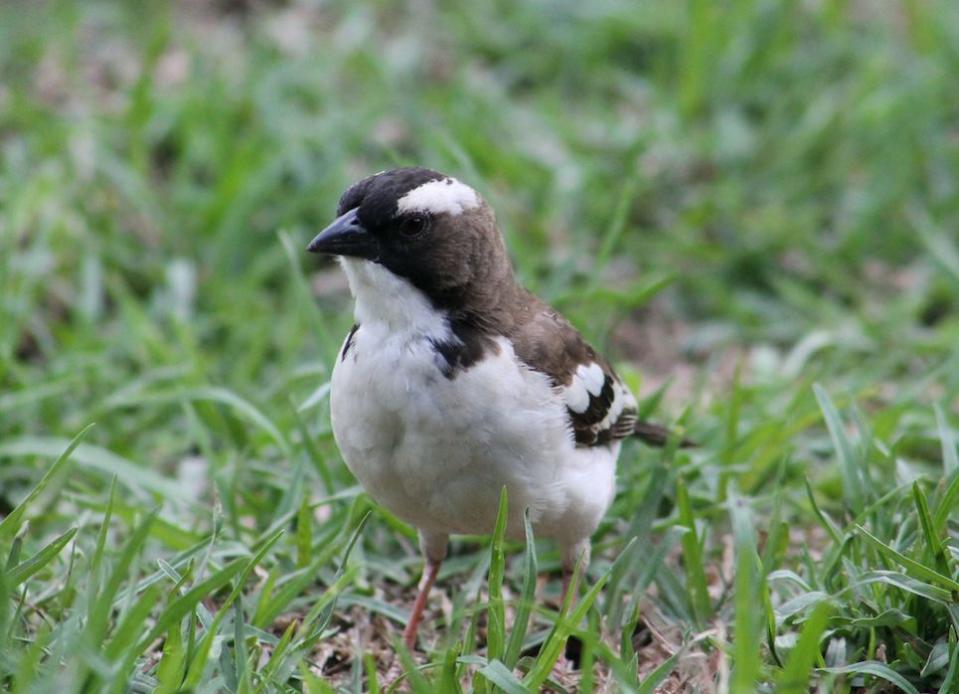 The white-browed sparrow-weaver is one such species that can thrive in a variety of habitats (PA)