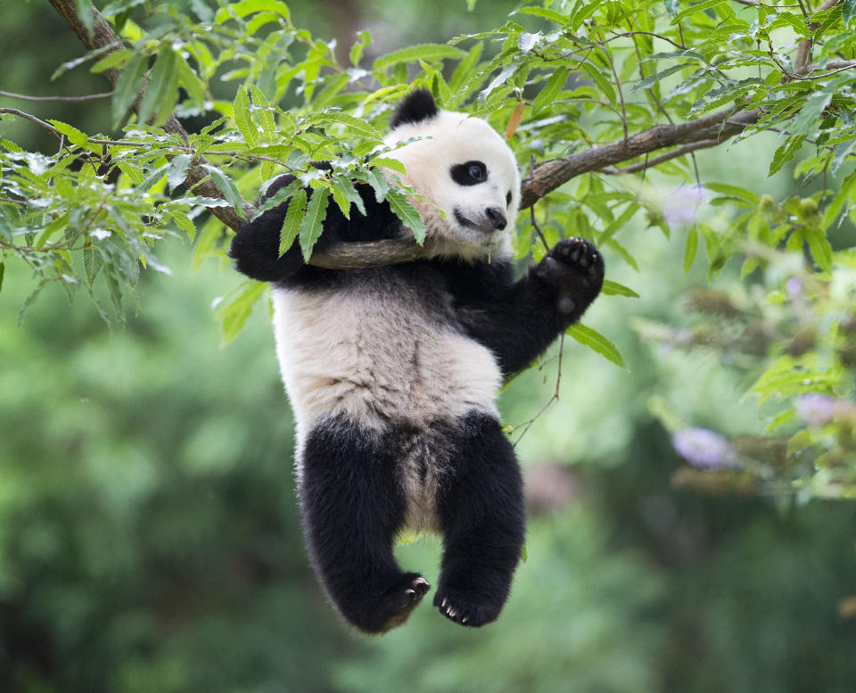 FILE - Panda cub Bao Bao hangs from a tree in her habitat at the National Zoo in Washington on her first birthday, Aug. 23, 2014. Two giant pandas are coming to Washington’s National Zoo from China by the end of the year. The zoo made the announcement Wednesday, about half a year after it sent its three pandas back to China. (AP Photo/Pablo Martinez Monsivais, File)