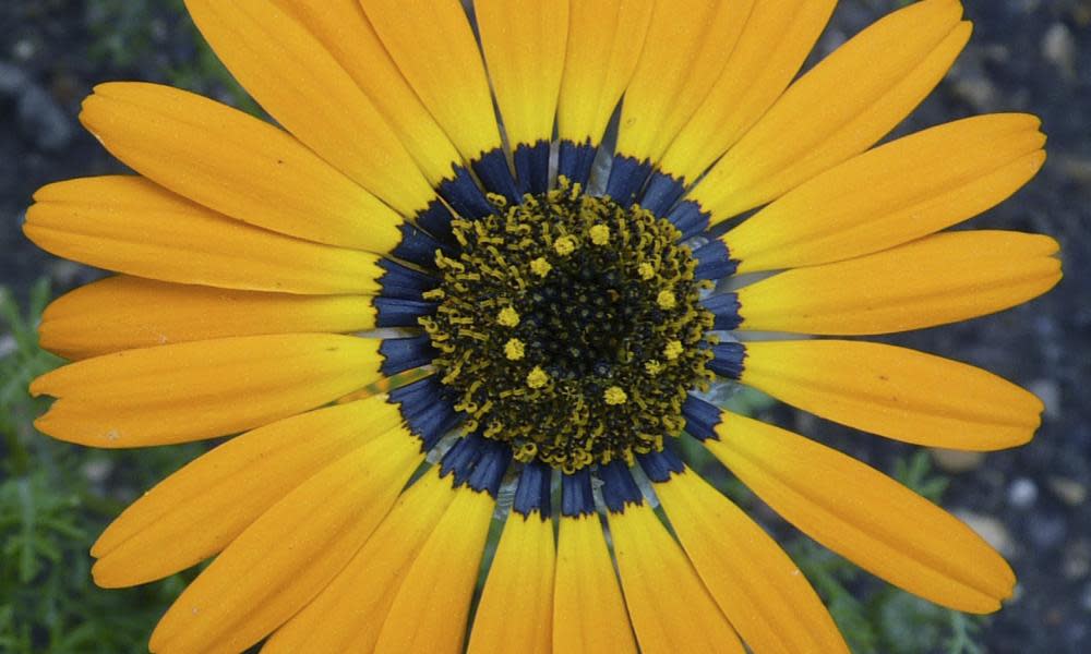 The region at the base of the petals of this Ursinia speciosa flower appears blue at certain angles due to an optical effect.