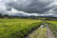 A road is visible at the farm of Joemar Flores in Mindanao, Philippines, May 9, 2024. A growing type of insurance, called parametric insurance, is helping farmers like Flores and others in developing countries respond to extreme weather events. (Bill Spindle/Cipher News via AP)