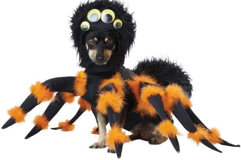 Spider Dog Costume