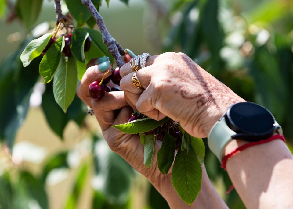 Dipali Rana of Des Plaines, Illinois, picks cherries at Choice Orchards on July 6, 2023, in Sturgeon Bay, Wis.