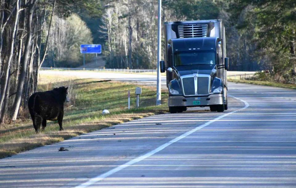 Cattle ran loose after a crash along I-95, a busy thoroughfare, officials said. Colleton County Fire-Rescue