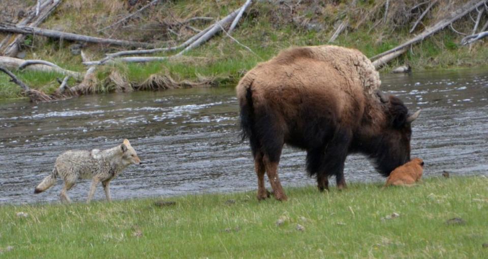 (Photo: Yellowstone National Park)