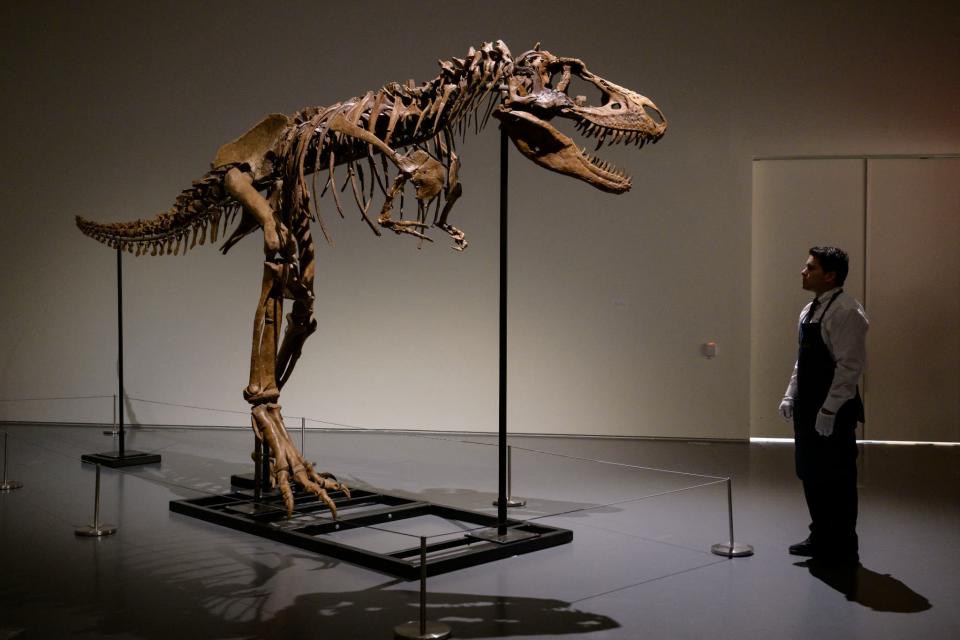 Un squelette complet de Gorgosaurus sera bientôt vendu aux enchères par Sotheby's à New York - ANGELA WEISS / AFP