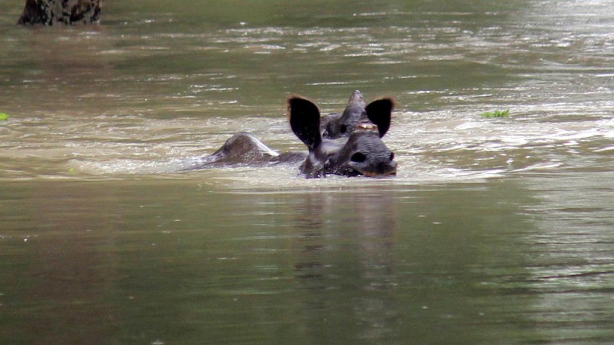 Ein indisches Einhorn-Nashorn schwimmt  durch den nach dem Monsun überfluteten Kaziranga-Nationalpark in Assam. Foto: XinHua